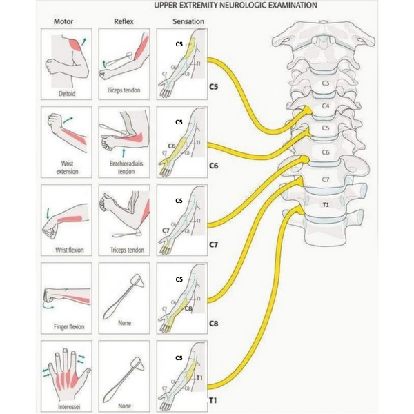 🔎🧠 Upper Extremity Neurological Examinations 🧠🔍