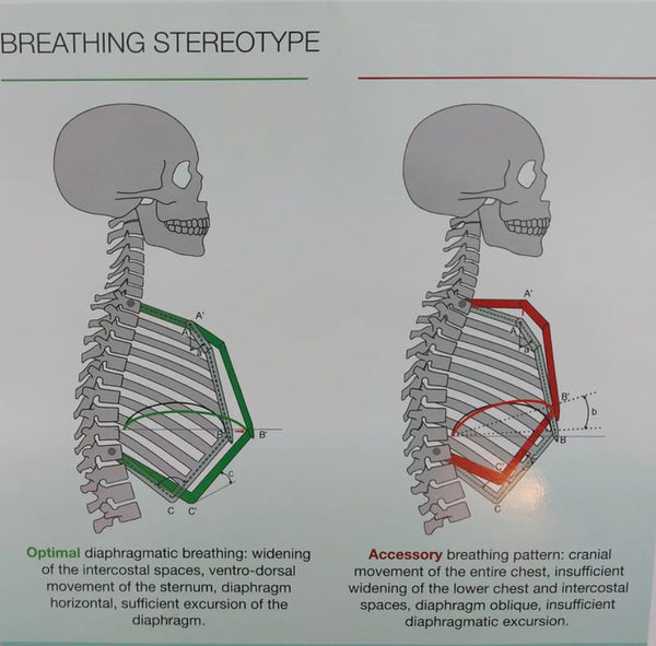 🌬️🫁 Diaphragmatic VS Accessory muscle 🫁🌬️