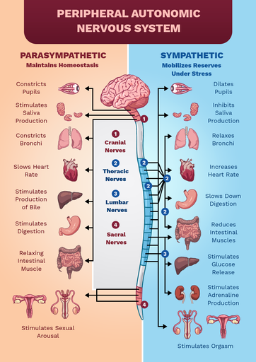 ⚖️⚖️ Sympathetic & Parasympathetic ⚖️⚖️