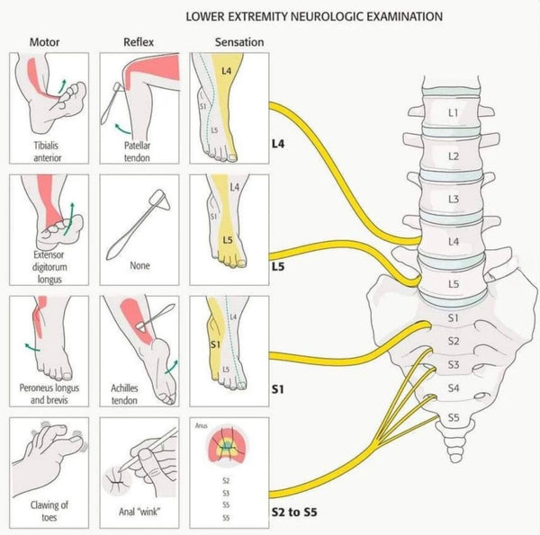 🔎🧠 Lower Extremity Neurological Examinations 🧠🔍