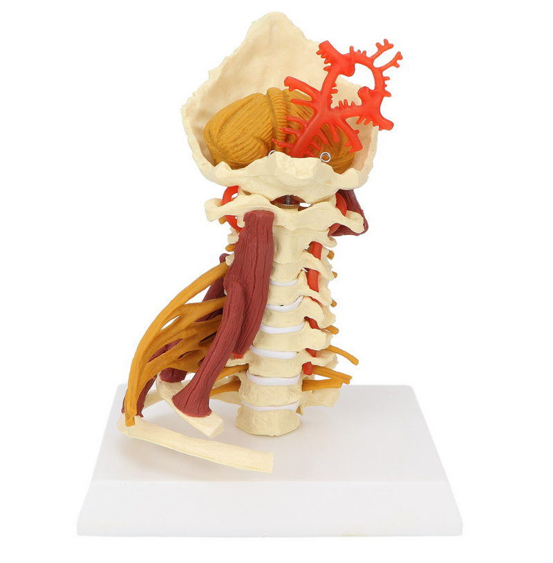 Cervical Spine