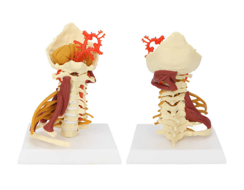 Cervical Spine