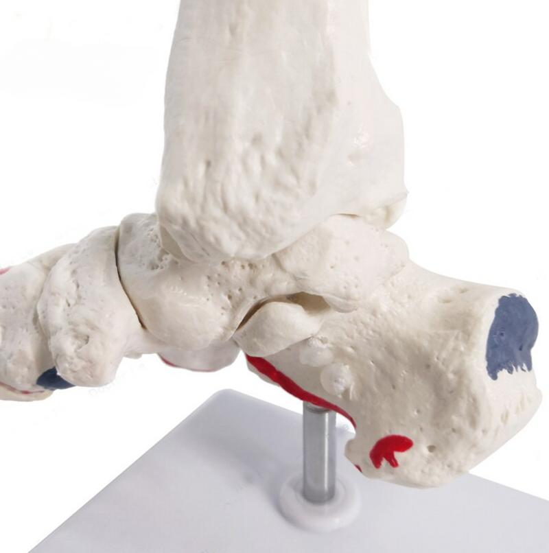 Foot Joint