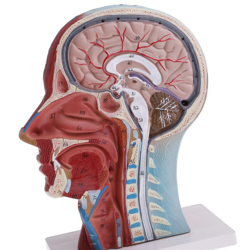 Human Head & Neck Model