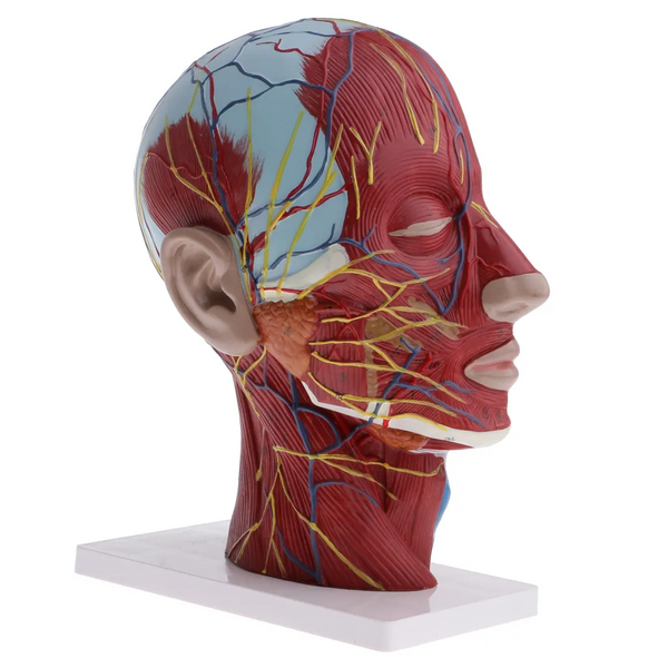 Human Head & Neck Model