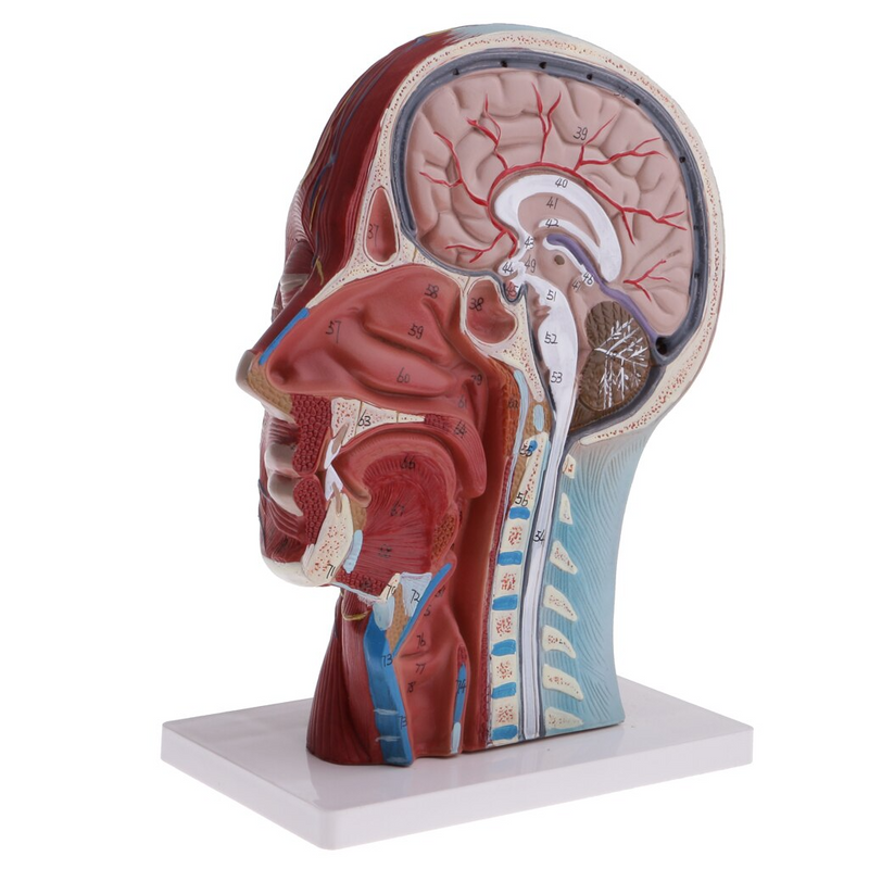 Human Head & Neck Model