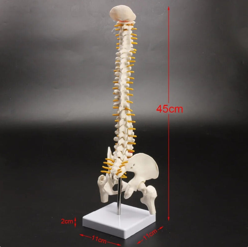 Human Spine 45cm