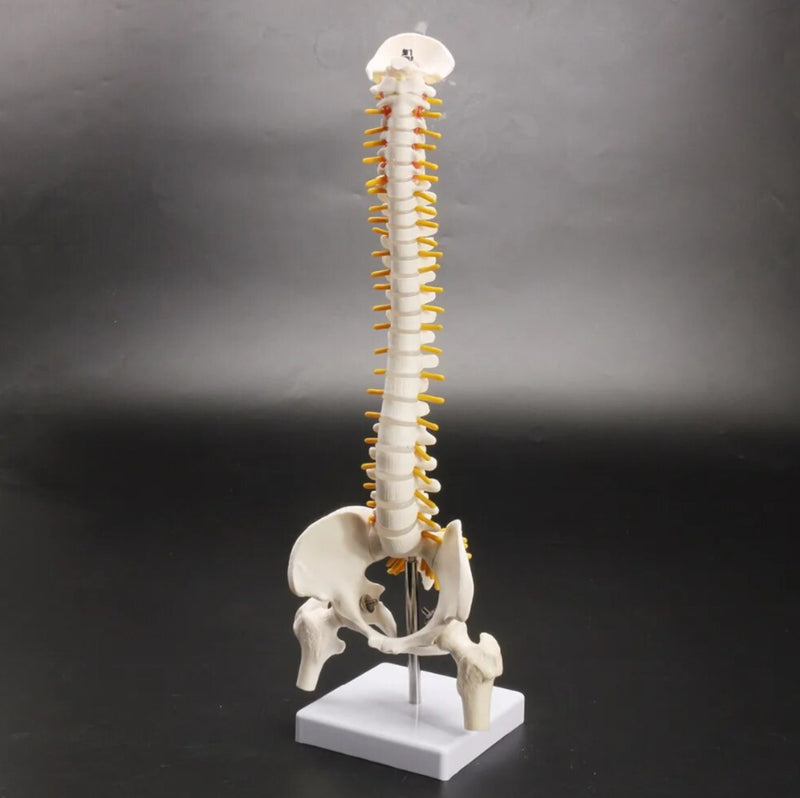 Human Spine 45cm