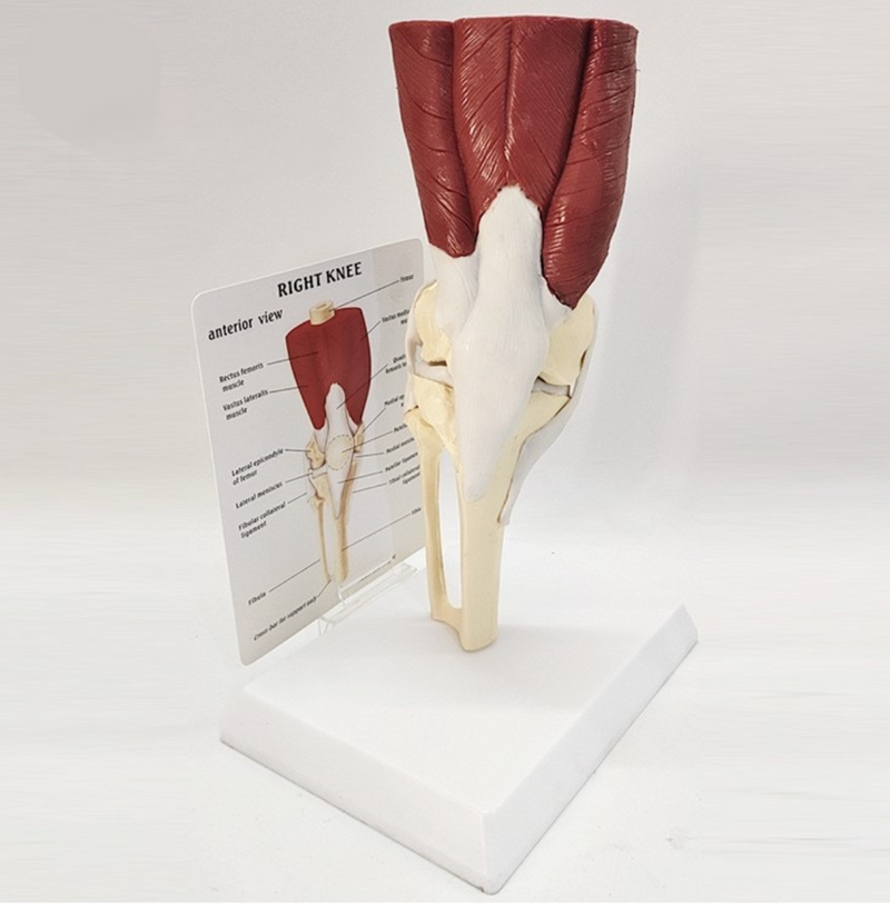 Knee Joint