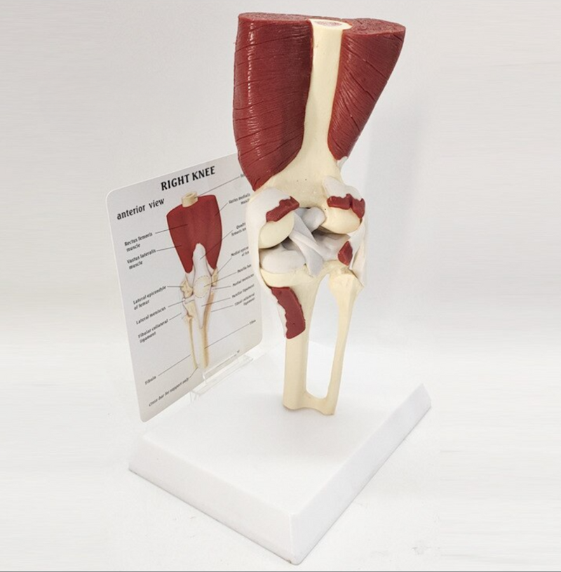 Knee Joint