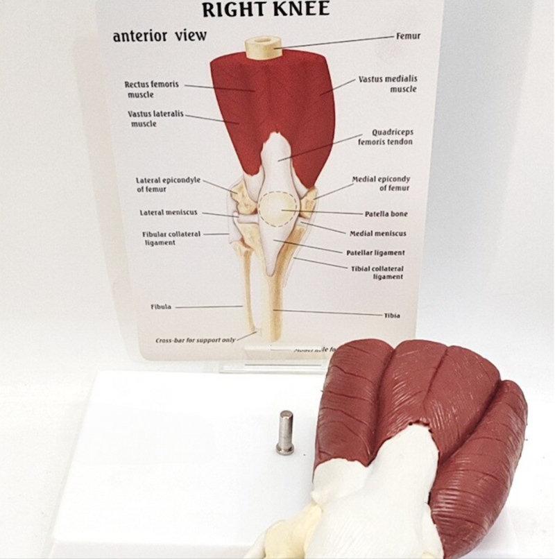 Knee Joint