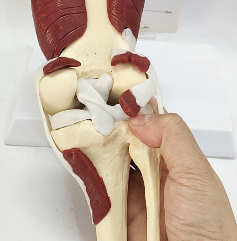 Knee Joint