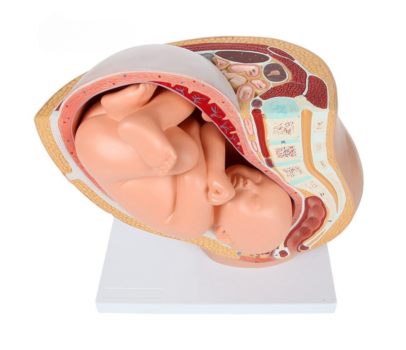 Pregnancy Fetal