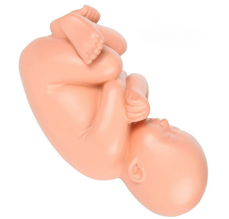 Pregnancy Fetal