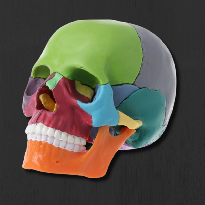 Skull Model