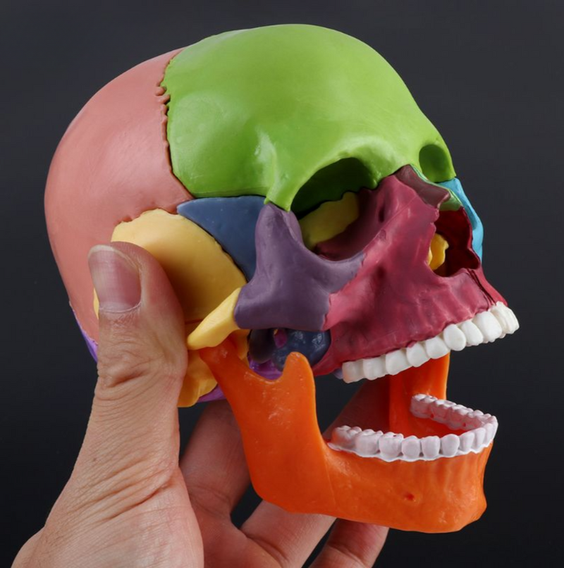 Skull Model