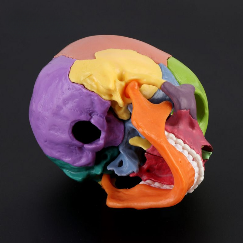 Skull Model